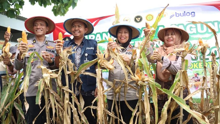 Kemitraan Polres Mojokerto Kota dengan kelompok tani (poktan) panen jagung