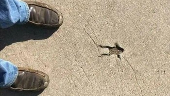 Sial nian nasib si kodok. Foto: Boredpanda