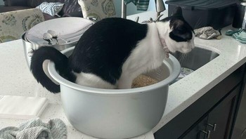 Kucing ini salah pilih tempat buang air. Pemiliknya hanya bisa pasrah. Foto: Boredpanda