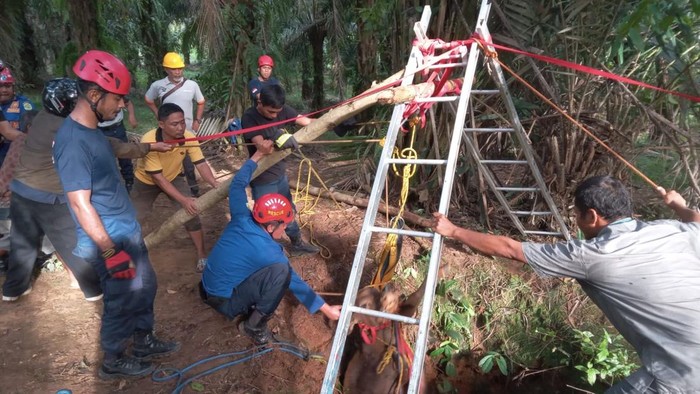 Damkar Evakuasi Sapi Tercebur ke Sumur 30 Meter di Luwu Timur