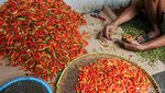 Usai Nataru, Harga Cabai di Pasar Induk Kramat Jati Kembali Normal