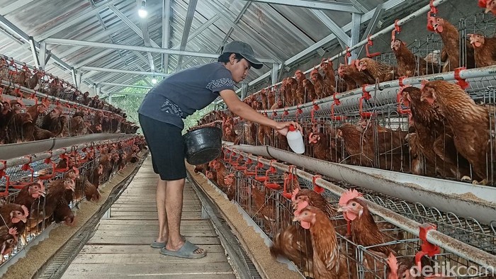 Arif Rofiuddin memastikan pasokan air tersedia untuk ayam petelur miliknya.