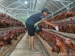 Menangkap Peluang Emas Beternak Ayam Petelur di Indramayu