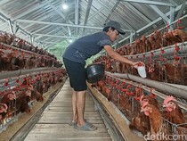 Menangkap Peluang Emas Beternak Ayam Petelur di Indramayu