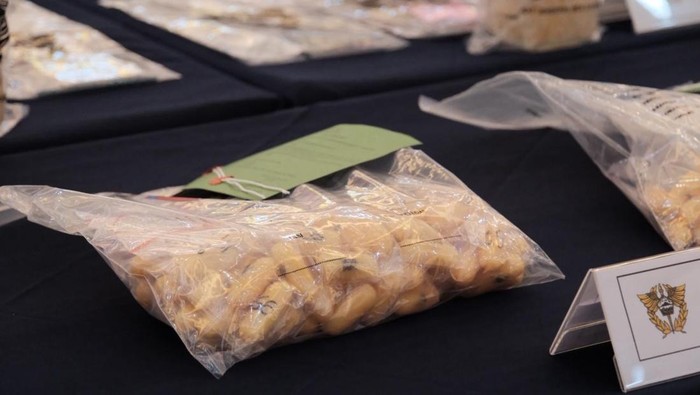 Modus Selimut Basah, 98 Ribu Baby Lobster Gagal Diselundupkan via Soetta