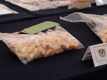 Modus Selimut Basah, 98 Ribu Baby Lobster Gagal Diselundupkan via Soetta