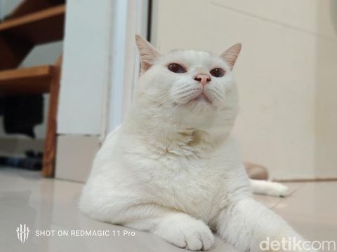 Hasil jepretan kamera Redmagic 11 Pro Hasil jepretan kamera Redmagic 11 Pro