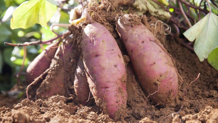 sweet potatoes in farmland