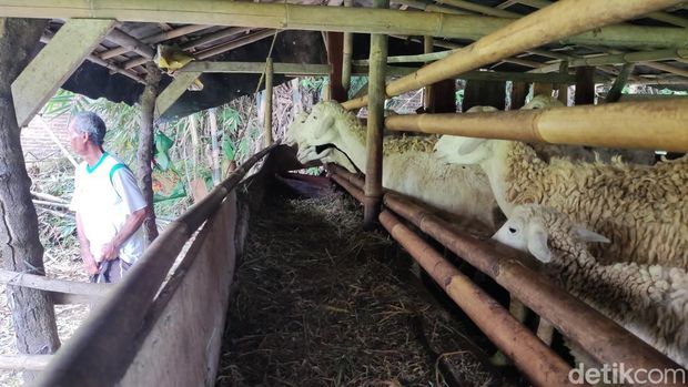 Kambing milik peternak di Sleman, Jumat (9/1/2026).