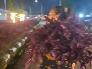 2 Emak-emak Curi Bunga di RS Bahteramas Kendari, Korban Rugi Rp 10 Juta