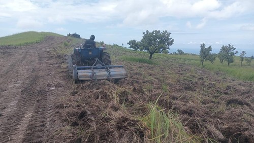 Lahan untuk peternakan sapi seluas 200 hektare di Desa Lamatutu, Kecamatan Tanjung Bunga, Flores Timur, NTT. (Dinas Kesehatan Kabupaten Flores Timur )
