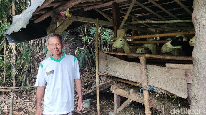 Heboh 2 Kambing Mati Dimangsa Anjing di Minggir Sleman