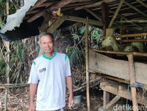 Heboh 2 Kambing Mati Dimangsa Anjing di Minggir Sleman