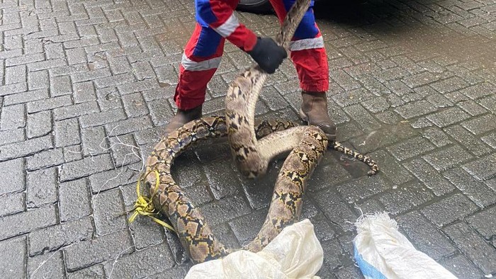 Ular Piton 4 Meter Nyelonong ke Permukiman Warga Tallo Makassar Bikin Geger