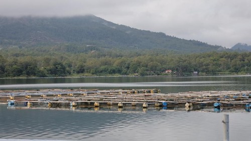 Suasana keramba jaring apung (KJA) di Danau Batur, Kecamatan Kintamani, Bangli, seusai diguyur hujan, Jumat (9/1/2026). (Aryo Mahendro/detikBali)