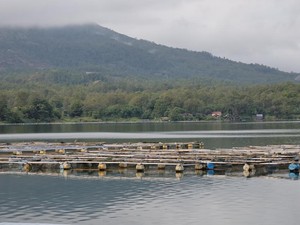 Belerang Meletup di Danau Batur, Petambak Ikan Dilarang Tebar Benih