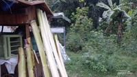 Bahan baku alami dari pelepah pisang yang dikeringkan