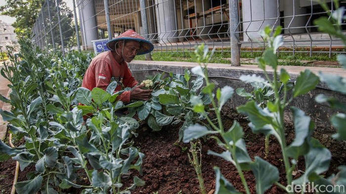Warga Kampung Susun Bayam Hidup Mandiri dengan Bertani Seorang warga bertani di kawasan Kampung Susun Bayam JIS, Jakarta Utara, Jumat (9/1/2026). Warga Kampung Susun Bayam kini mulai bangkit dengan mengelola lahan pertanian secara mandiri di lingkungan tempat tinggal mereka.