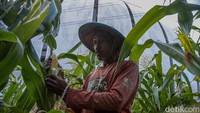 Penjualan hasil tanam ini menjadi salah satu sumber pemasukan baru bagi warga Kampung Susun Bayam, sekaligus upaya untuk memperkuat kemandirian ekonomi setelah melalui berbagai dinamika kehidupan pascarelokasi.   