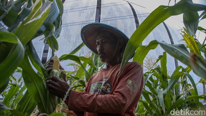Warga Kampung Susun Bayam Hidup Mandiri dengan Bertani Seorang warga bertani di kawasan Kampung Susun Bayam JIS, Jakarta Utara, Jumat (9/1/2026). Warga Kampung Susun Bayam kini mulai bangkit dengan mengelola lahan pertanian secara mandiri di lingkungan tempat tinggal mereka.