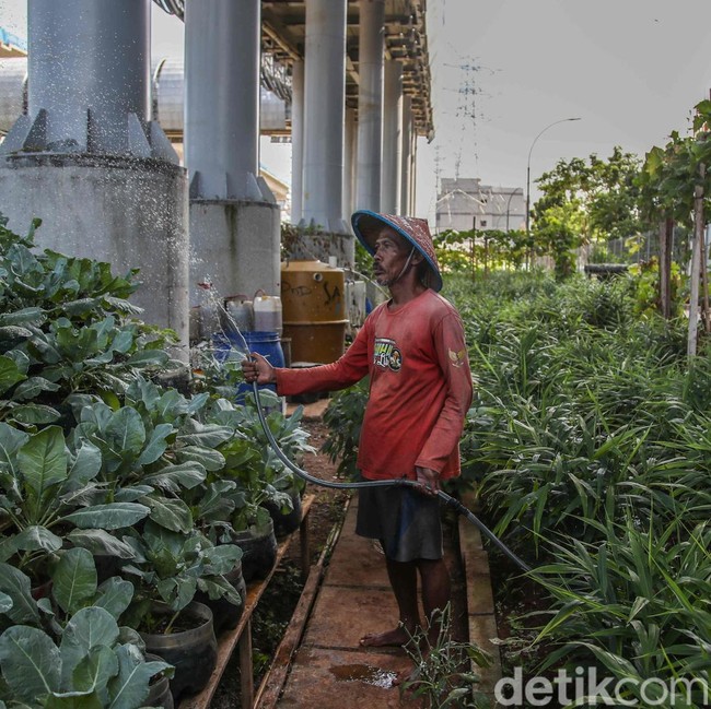 Warga Kampung Susun Bayam Hidup Mandiri dengan Bertani