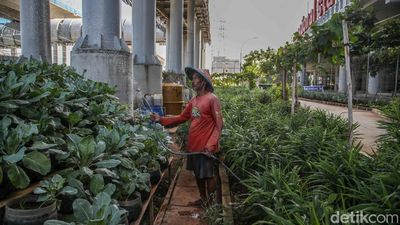 Warga Kampung Susun Bayam Hidup Mandiri dengan Bertani