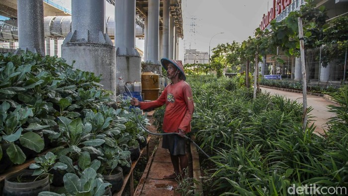 Warga Kampung Susun Bayam Hidup Mandiri dengan Bertani Seorang warga bertani di kawasan Kampung Susun Bayam JIS, Jakarta Utara, Jumat (9/1/2026). Warga Kampung Susun Bayam kini mulai bangkit dengan mengelola lahan pertanian secara mandiri di lingkungan tempat tinggal mereka.