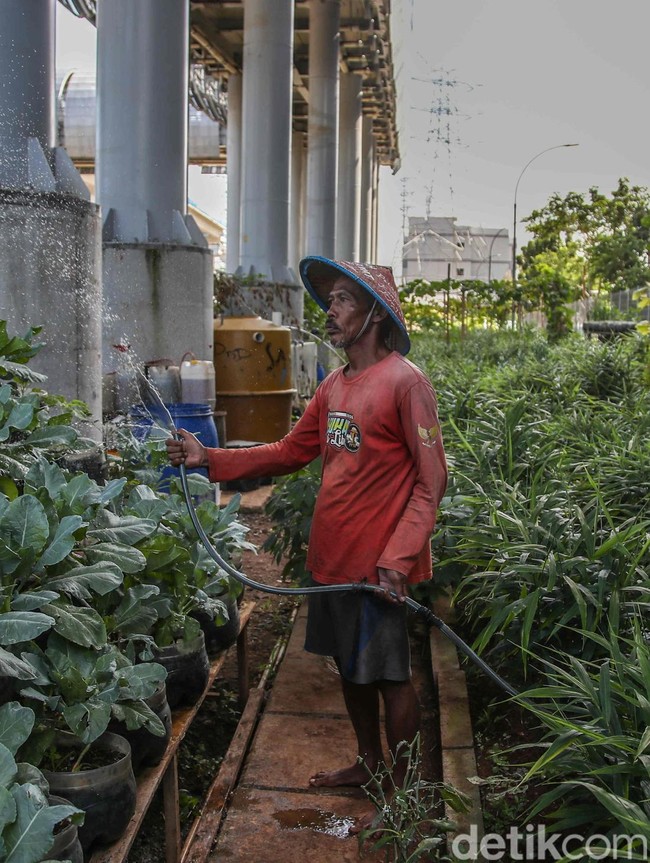 Warga Kampung Susun Bayam Hidup Mandiri dengan Bertani