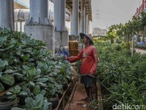 Warga Kampung Susun Bayam Hidup Mandiri dengan Bertani