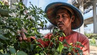 Kini, Kampung Susun Bayam tidak hanya menjadi tempat tinggal, tetapi juga ruang hidup yang memberi penghidupan, harapan, dan ketahanan bagi warganya.    