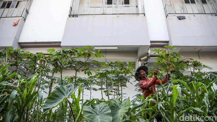 Warga Kampung Susun Bayam Hidup Mandiri dengan Bertani Seorang warga bertani di kawasan Kampung Susun Bayam JIS, Jakarta Utara, Jumat (9/1/2026). Warga Kampung Susun Bayam kini mulai bangkit dengan mengelola lahan pertanian secara mandiri di lingkungan tempat tinggal mereka.