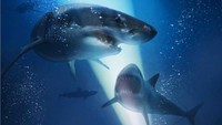 Sinopsis 47 Meters Down: Uncaged di Bioskop Trans TV Hari Ini