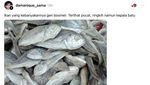 Ada-ada Aja! Netizen Ungkap Ikan yang Ganteng hingga Mirip Ani-ani!