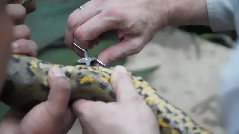 Anaconda Raksasa di Amazon