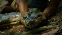 Video Detik-detik Penemuan Spesies Baru Anaconda Raksasa Amazon