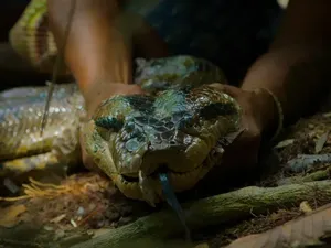 Video Detik-detik Penemuan Spesies Baru Anaconda Raksasa Amazon