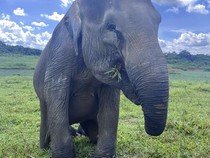 Video Ini Erin, Gajah Sumatera yang Kehilangan Belalai dan Rasa Percaya Diri