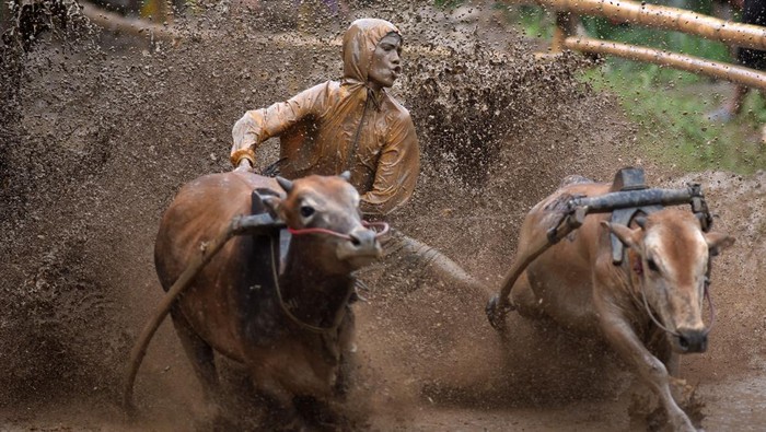Joki memacu sapinya saat atraksi pacu jawi di areal pesawahan, Nagari Batu Basa, Tanah Datar, Sumatera Barat, Sabtu (10/1/2026). Pacu jawi kembali digelar awal tahun 2026 setiap bulannya bergantian antar kecamatan, sebagai upaya meneruskan tradisi masyarakat setempat sekaligus menarik minat wisatawan untuk berkunjung ke Tanah Datar pascabencana. ANTARA FOTO/Iggoy el Fitra/rwa.