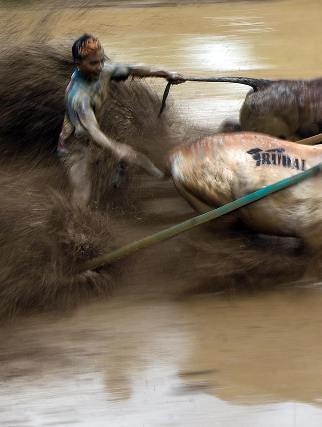 Pacu Jawi Kembali Digelar, Bangkitkan Tradisi dan Pariwisata Tanah Datar