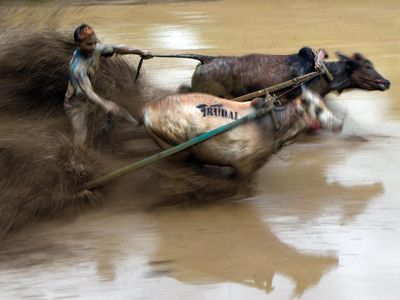 Pacu Jawi Kembali Digelar, Bangkitkan Tradisi dan Pariwisata Tanah Datar