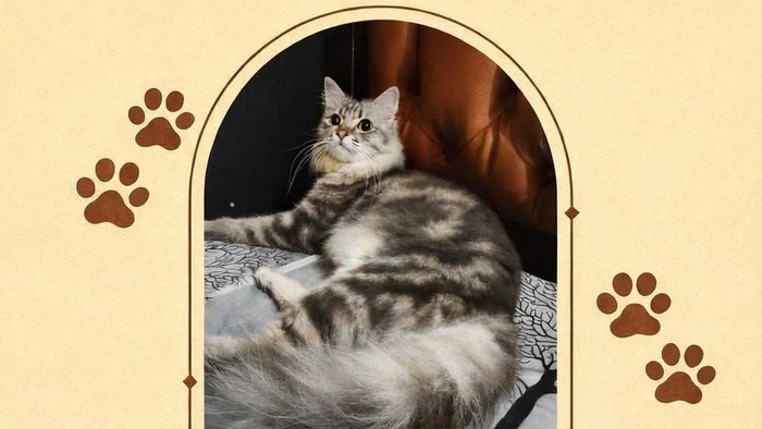 Pengumuman kucing hilang di FB KABAR KLATEN NEWS.