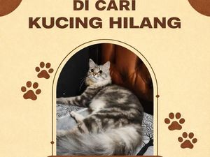 Roni Dapat Rp 3 Juta Usai Temukan Kucing Hilang: Rezeki Istri Hamil