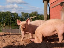 Ternak Babi Halal atau Haram? Ini Fatwa MUI dan Hukum Jual Belinya dalam Islam