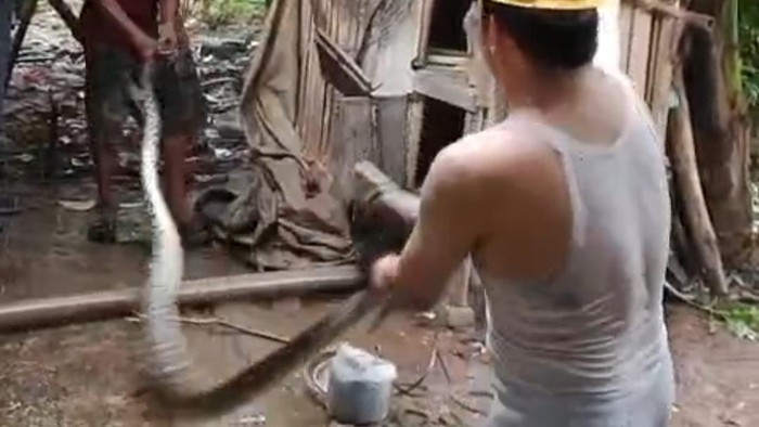 Ular Sanca 5 Meter Masuk Kandang Ternak Warga di Lebak, Mangsa 2 Ekor Ayam