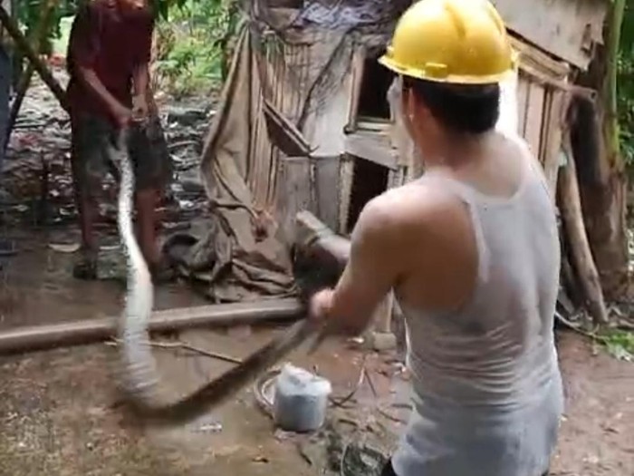 Sanca 5 Meter Ditemukan Melingkar di Kandang Usai Mangsa  Ayam