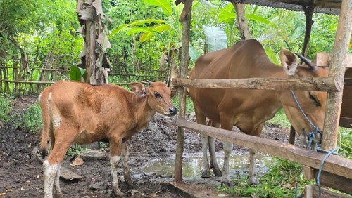 alah satu sapi milik warga Desa Manistutu, Kecamatan Melaya, Jembrana, yang mengalami gejala benjolan pada tubuh, Minggu (11/1/2025). (I Putu Adi Budiastrawan/detikBali)