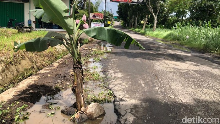 Protes Jalan Tempel-Dekso Rusak, Warga Tanami Pisang-Pasang Spanduk