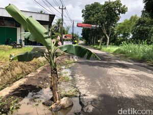 Protes Jalan Tempel-Dekso Rusak, Warga Tanami Pisang-Pasang Spanduk