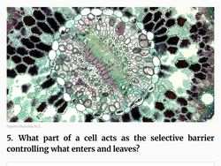 Merapat yang Ngaku Pintar Sains! Coba Tebak Kuis Ini, Bisa Nggak?