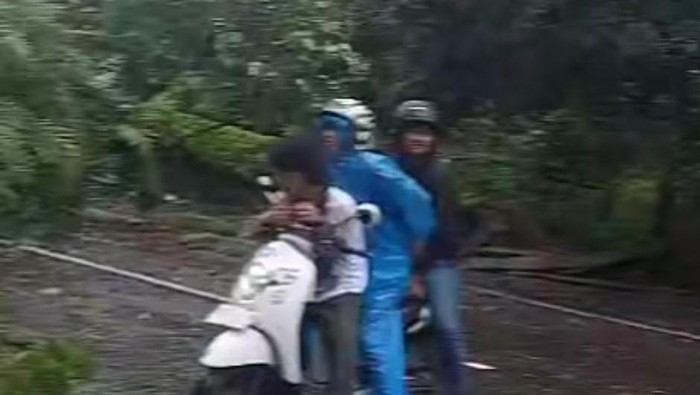 Pengendara tidak bisa melintas akibat pohon tumbang di Jalan Perintis Kemerdekaan Makassar.